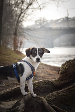 Dog is standing on a log. Dog is in the city center in Prague.