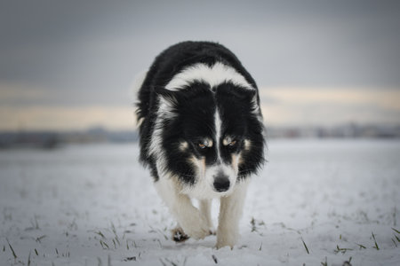 Border collie is running through a garden in the snow. Winter fun in the snow.の写真素材