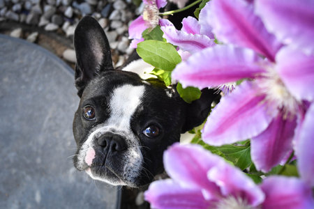 French bulldog is sitting in flowers. Adult border collie is in flowers in garden. He has such a funny faceの写真素材