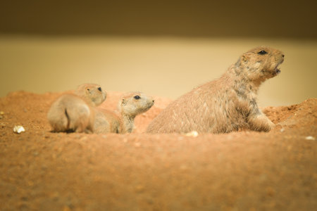 Prairie Dog is in her zoo habitat. Sand habitat in zoo in sunny day.の写真素材