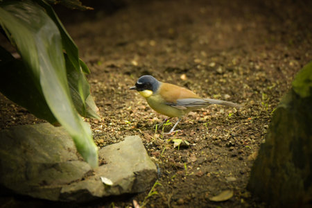 A black parrot sits on the ground in its indoor tropical enclosure at the zoo. A summer day at the Czech zooの写真素材