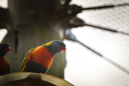 A lori parrot sits on a branch in its enclosure at the zoo. A summer day at the Czech zooの写真素材