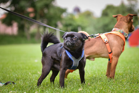 Dogs are standing in the grass. She is so happy dog on trip.の写真素材