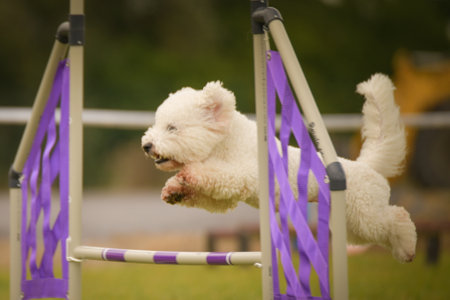 Dog is jumping over the hurdles. Amazing day on Czech agility private training