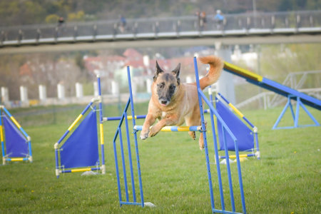Dog is jumping over the hurdles. Amazing day on Czech agility private trainingの写真素材