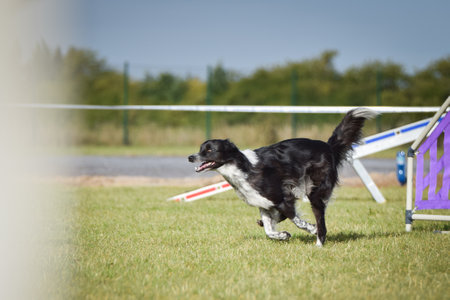Dog is running in agility. Amazing evening, Hurdle having private agility training for a sports competitionの写真素材