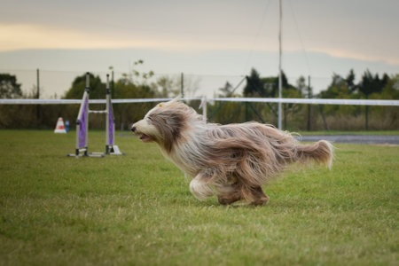 Dog is running in agility. Amazing evening, Hurdle having private agility training for a sports competitionの写真素材