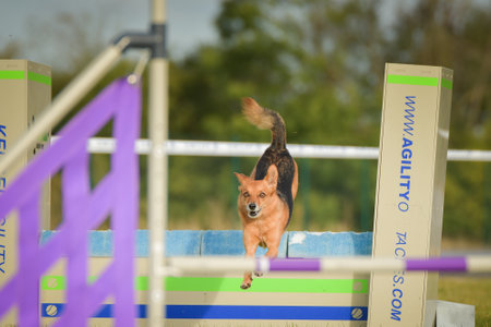 Dog is jumping over the hurdles. Amazing day on Czech agility private training