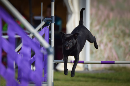Dog is jumping over the hurdles. Amazing day on Czech agility private trainingの写真素材