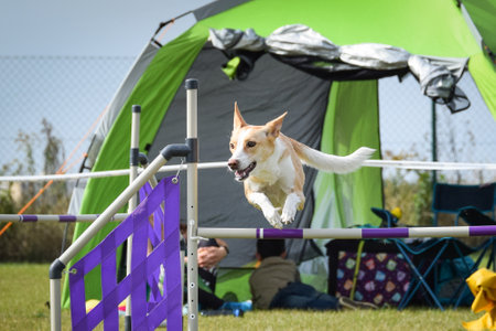 Dog is jumping over the hurdles. Amazing day on Czech agility private training