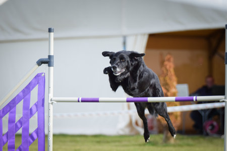 Dog is jumping over the hurdles. Amazing day on Czech agility private trainingの写真素材