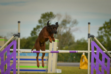 Dog is jumping over the hurdles. Amazing day on Czech agility private training