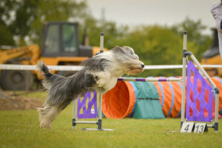 Dog is jumping over the hurdles. Amazing day on Czech agility private training