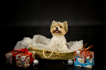 christmas photo of dog in photo studio in basket. Black background in photo studio.の写真素材