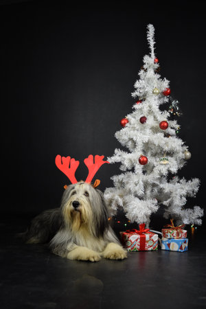 christmas photo of dog in photo studio with white christmas tree. Black background in photo studio.の写真素材