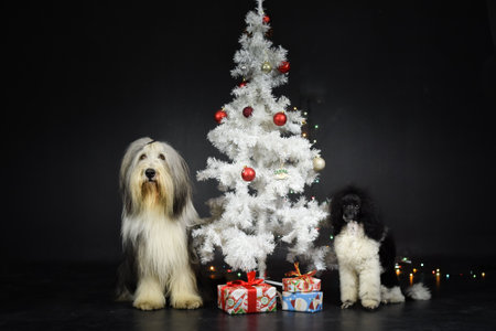 christmas photo of dog in photo studio with white christmas tree. Black background in photo studio.の写真素材