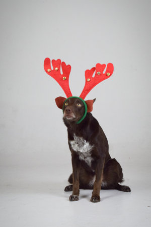 christmas photo of dog in photo studio with christmas hat. White background in photo studio.の写真素材