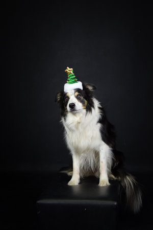 christmas photo of dog in photo studio with christmas hat. black background in photo studio.の写真素材