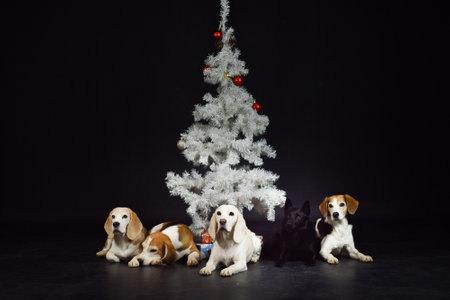christmas photo of dogs in photo studio with white christmas tree. Black background in photo studio.の写真素材