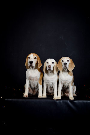 christmas photo of dogs in photo studio with colorful lights. Black background in photo studio.の写真素材