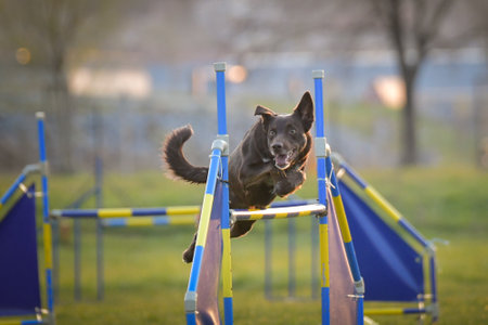 Dog is jumping over the hurdles. Amazing day on Czech agility private trainingの写真素材