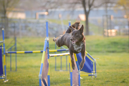Dog is jumping over the hurdles. Amazing day on Czech agility competition.の写真素材