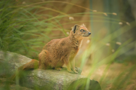 A mongoose is sitting in its enclosure at the zoo. Summer sunny day at the zoo. Happy animal in...