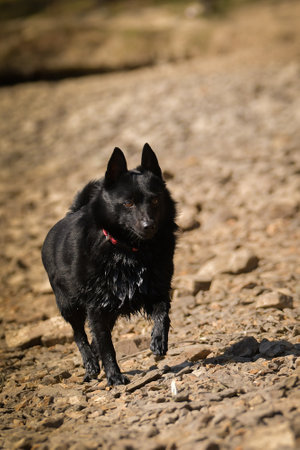 Schipperke is running on the stone beach. Summer day in nature with dogs. walk with dogの写真素材