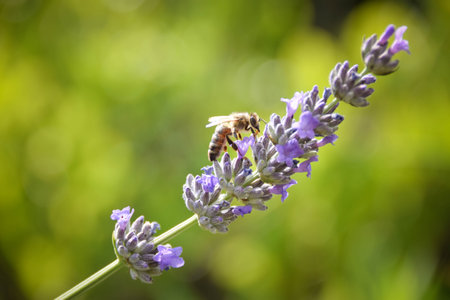 Lavender floral pattern, Lavandula angustifolia bunch of flowers in bloom, purple lilac scented...