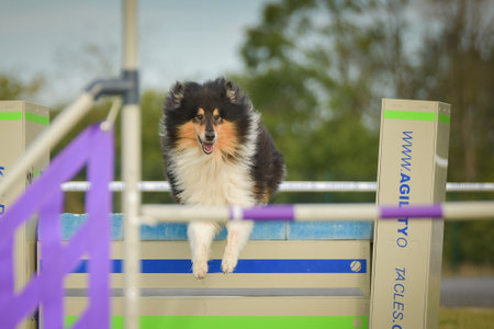 Dog is jumping over the hurdles. Amazing day on Czech agility competition.の写真素材