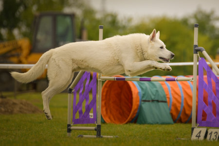Dog is jumping over the hurdles. Amazing day on Czech agility competition.の写真素材