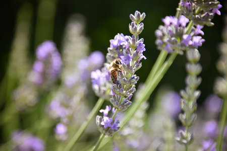 Lavender floral pattern, Lavandula angustifolia bunch of flowers in bloom, purple lilac scented...