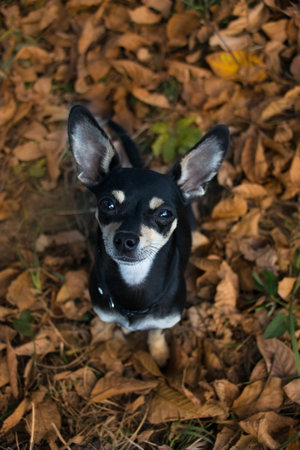 Autumn portrait of chihuahua in leaves. He is so cute in the leaves. He has such a lovely face.の写真素材
