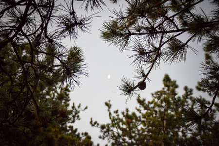 the evening sky with the moon. View through the branches in the forest.の写真素材