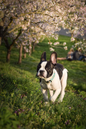 Spring photo of french bulldog, who is running to us. Flowering trees in the Prague.の写真素材
