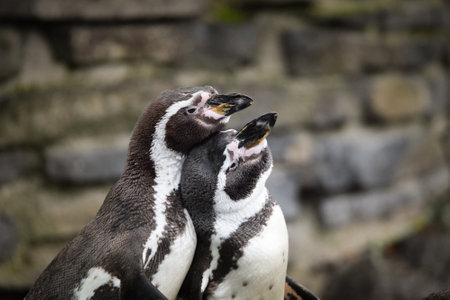 A Humboldt penguin (Spheniscus humboldti) in a Czech zoo.の写真素材