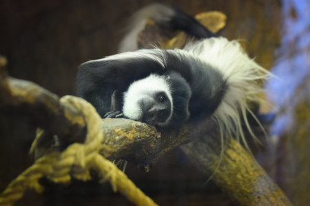 black-and-white colobus monkey resting on a large tree branch inside what appears to be an indoor or enclosed area, possibly a zoo habitat. The monkey is lying on its side with itsの写真素材