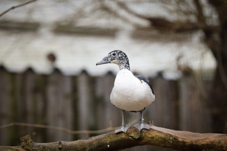 Duck in the zoo enclosure, spring chicks,の写真素材