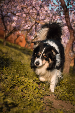 Spring photo of border collie, who is running in nature. Flowering trees in the Pragueの写真素材