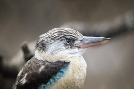 Bird is standing on the branch. Summer day in the zoo.の写真素材