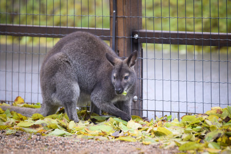 Australian kangaroo is in the zoo habitat near the fence. They have a beautiful place for living.の写真素材