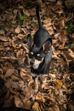 Autumn portrait of chihuahua in leaves. He is so cute in the leaves. He has such a lovely face.の写真素材