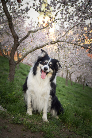 Spring photo of border collie, who is sitting in nature. Flowering trees in the Pragueの写真素材