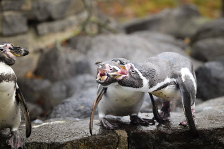 A Humboldt penguin (Spheniscus humboldti) in a Czech zoo.の写真素材