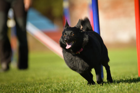 Dog is running slalom on his agility training on agility summer camp Czech agility slalom.の写真素材