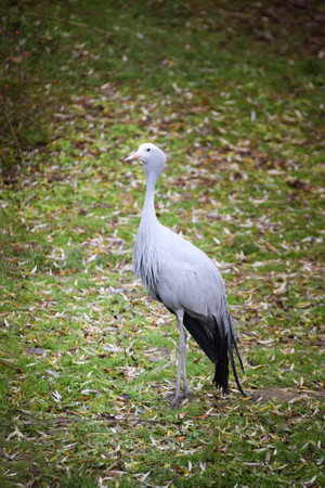 Bird is standing on the branch in the zoo. Summer day in the zooの写真素材