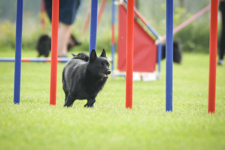 Dog is running slalom on his agility training on agility summer camp Czech agility slalom.の写真素材