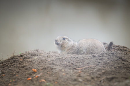 Black-tailed Prairie Dog is in her zoo habitat. Sand habitat in zoo in sunny day.の写真素材