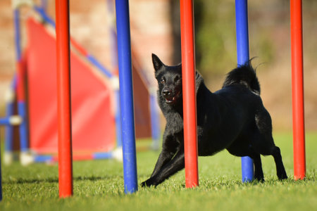 Dog is running slalom on his agility training on agility summer camp Czech agility slalom.の写真素材