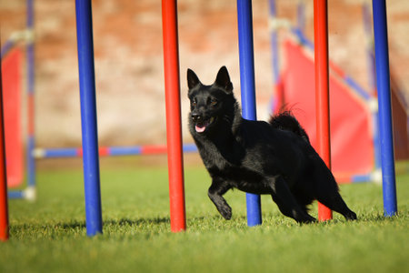 Dog is running slalom on his agility training on agility summer camp Czech agility slalom.の写真素材